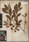 Foto von Salix cinerea L.